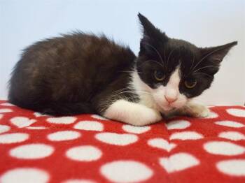 DAPHNE -  Domestic Short Hair Cat for Adoption in Sacramento, California - DAPHNE | PetCurious