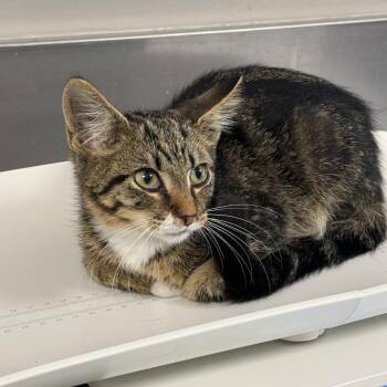 Franklin -  Domestic Short Hair Cat for Adoption in Ponca City, Oklahoma - Franklin | PetCurious