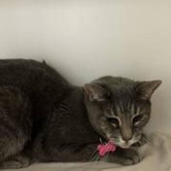 Little Bit -  Domestic Short Hair Cat for Adoption in Philadelphia, Pennsylvania - Little Bit | PetCurious