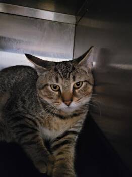 Rescue Domestic Short Hair Cats for Adoption in New Kensington, Pennsylvania - James | PetCurious