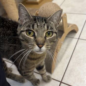 Mrs Meowey -  Domestic Short Hair Cat for Adoption in Peconic, New York - Mrs Meowey | PetCurious