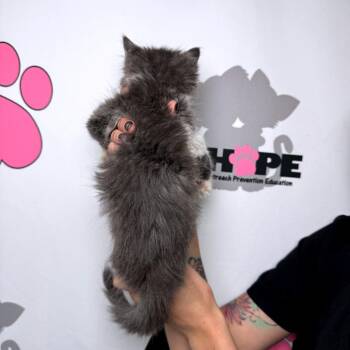 Rain Check -  Domestic Medium Hair and Domestic Short Hair Cat for Adoption in Milton, Florida - Rain Check | PetCurious