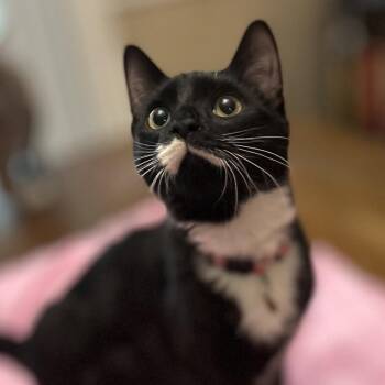 Domestic Short Hair Cats Available for Adoption in Philadelphia, Pennsylvania - Leah | PetCurious