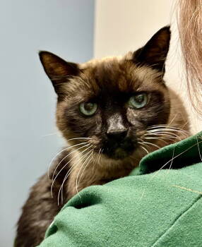 Rescue Siamese Cats for Adoption in Chester, New Jersey - Eva | PetCurious