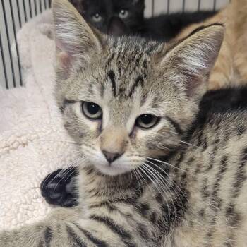 Miles -  Domestic Short Hair Cat for Adoption in Milan, Illinois - Miles | PetCurious