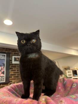 Blacky (Scottish Fold) -  Scottish Fold Cat for Adoption in Fairfax, Virginia - Blacky (Scottish Fold) | PetCurious