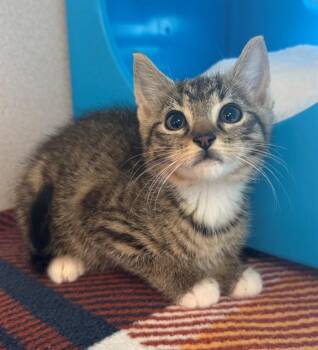 QUESADILLA -  Domestic Short Hair Cat for Adoption in Leesburg, Virginia - QUESADILLA | PetCurious