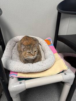Domestic Short Hair Cats Available for Adoption in New Philadelphia, Ohio - Gingko | PetCurious