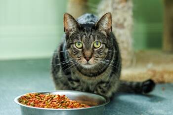 Jinx -  Domestic Short Hair Cat for Adoption in Chester Springs, Pennsylvania - Jinx | PetCurious