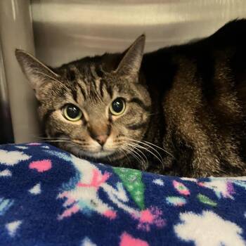 Domestic Short Hair Cats Available for Adoption in Keizer, Oregon - Lottie | PetCurious