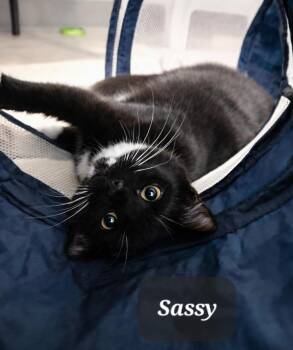 Sassy -  Domestic Short Hair Cat for Adoption in Morganton, North Carolina - Sassy | PetCurious