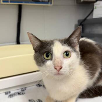 Domestic Short Hair Cats Available for Adoption in Greenville, South Carolina - Meeka | PetCurious