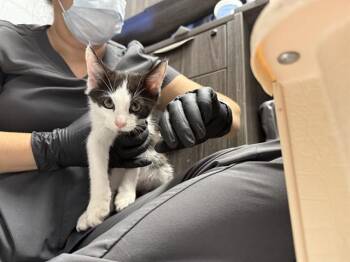 Rescue Domestic Short Hair Cats for Adoption in Stockton, California - EMMET | PetCurious