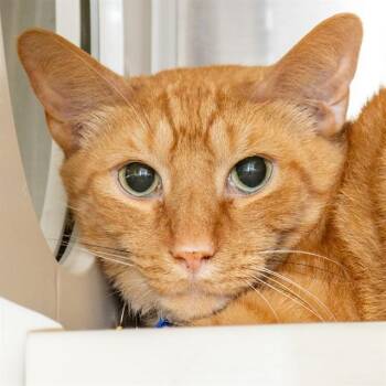 Domestic Short Hair Cats Available for Adoption in St. Louis, Missouri - THOMAS | PetCurious