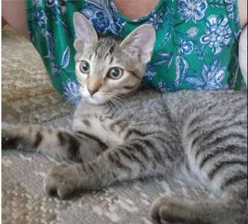 Olive -  Domestic Short Hair Cat for Adoption in Fort Collins, Colorado - Olive | PetCurious