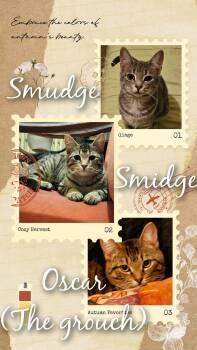 Domestic Short Hair Cats Available for Adoption - Oscar  | PetCurious