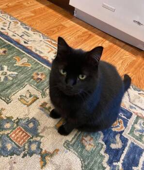 Smudge -  Domestic Short Hair Cat for Adoption in Gladstone, Oregon - Smudge | PetCurious