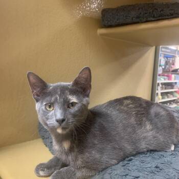 Violet -  Domestic Short Hair Cat for Adoption in Port Jefferson Station, New York - Violet | PetCurious