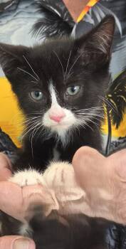 Badger -  Domestic Short Hair Cat for Adoption in Mesquite, Nevada - Badger | PetCurious