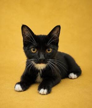 Cassidy -  Domestic Short Hair Cat for Adoption in Columbia, Tennessee - Cassidy | PetCurious