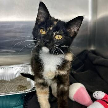 Oracle -  Domestic Short Hair Cat for Adoption in Matteson, Illinois - Oracle | PetCurious