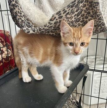Koi -  American Shorthair Cat for Adoption in Greensboro, North Carolina - Koi | PetCurious