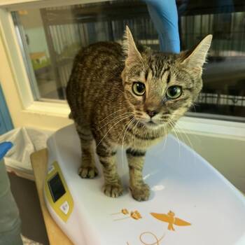 Caramel -  Domestic Short Hair Cat for Adoption in Port Townsend, Washington - Caramel | PetCurious