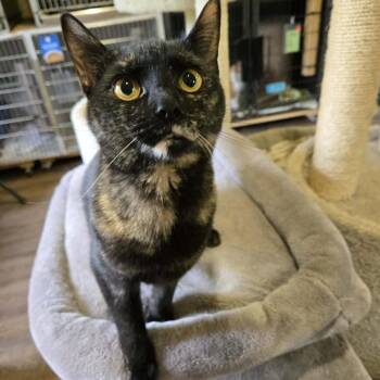 Diva -  Domestic Short Hair Cat for Adoption in Park Falls, Wisconsin - Diva | PetCurious