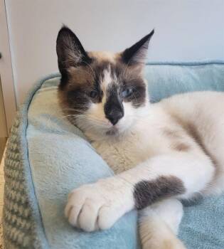 Domestic Short Hair and Siamese Cats Available for Adoption in Sarasota, Florida - VERA | PetCurious