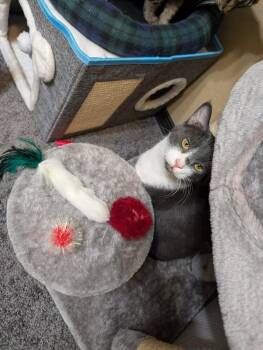 Hendrix -  Domestic Short Hair Cat Available for Adoption in Westfield, Wisconsin - Hendrix | PetCurious