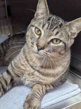 Boba -  Domestic Short Hair Cat for Adoption in Vancouver, Washington - Boba | PetCurious