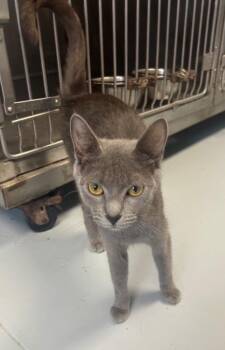 Buffy -  Domestic Short Hair Cat for Adoption in Greenwood, Mississippi - Buffy | PetCurious