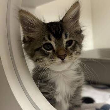 Hawthorn -  Domestic Short Hair Cat for Adoption in Walnut Creek, California - Hawthorn | PetCurious