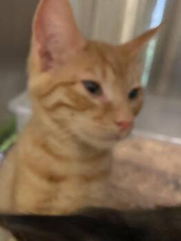 Mad hatter -  Tabby Cat for Adoption in Stanwood, Washington - Mad Hatter | PetCurious