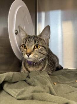 Rabbit -  Domestic Short Hair Cat for Adoption in Sevierville, Tennessee - Rabbit | PetCurious