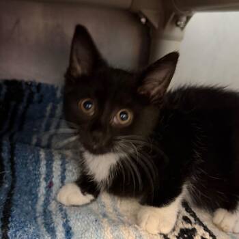 Mao -  Domestic Short Hair Cat for Adoption in Troy, Virginia - Mao | PetCurious