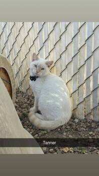 Rescue Domestic Short Hair Cats for Adoption in North Weyburn, Saskatchewan - Tanner | PetCurious