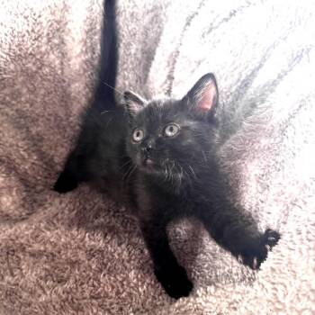 Tweety -  Domestic Short Hair Cat for Adoption in Wichita, Kansas - Tweety | PetCurious