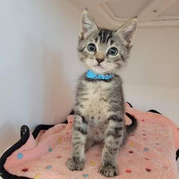 Onsior -  Domestic Short Hair Cat for Adoption in Phoenix, Arizona - Onsior | PetCurious