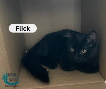 Domestic Medium Hair Cats Available for Adoption - Flick! | PetCurious