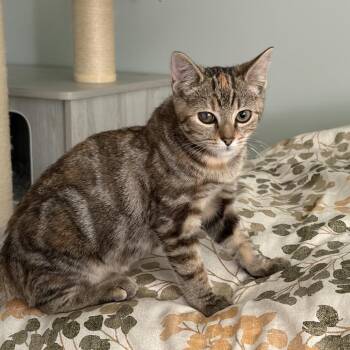 Rosie -  Domestic Short Hair Cat for Adoption in Lexington, Kentucky - Rosie | PetCurious