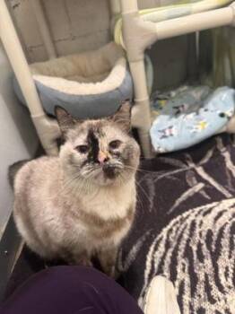 Domestic Short Hair Cats Available for Adoption in Potsdam, New York - Dora | PetCurious