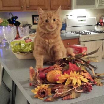Domestic Short Hair Cats Available for Adoption in South Elgin, Illinois - Tobias - Home To Home | PetCurious