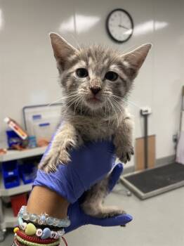 Rescue Domestic Short Hair Cats for Adoption in Ontario, California - NEEDS A FOSTER | PetCurious