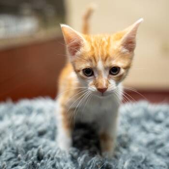 Ed -  Domestic Short Hair Cat for Adoption in Gainesville, Georgia - Ed | PetCurious