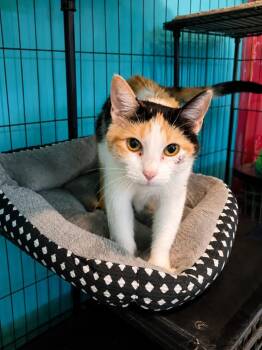 Liberty -  Domestic Short Hair Cat for Adoption in Crocker, Missouri - Liberty | PetCurious