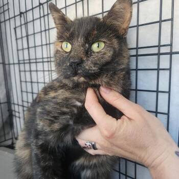 Domestic Short Hair Cats Available for Adoption - Fiona | PetCurious