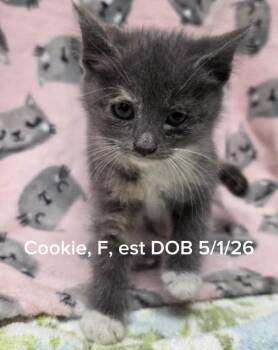 Cookie -  Domestic Short Hair Cat for Adoption in Shrewsbury, Massachusetts - Cookie | PetCurious
