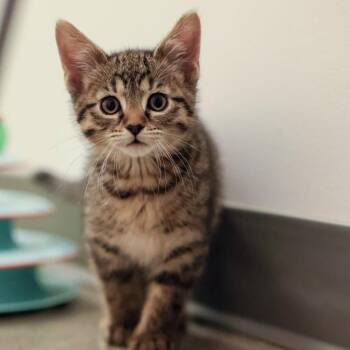 Domestic Short Hair Cats Available for Adoption - **Cat Cafe** Robert Lowell | PetCurious