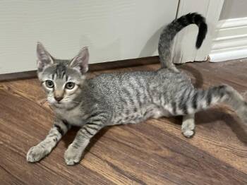 Rescue Tabby and Domestic Short Hair Cats for Adoption in Spring, Texas - Kylee (CH Kitten)-Portofino PetSmart | PetCurious